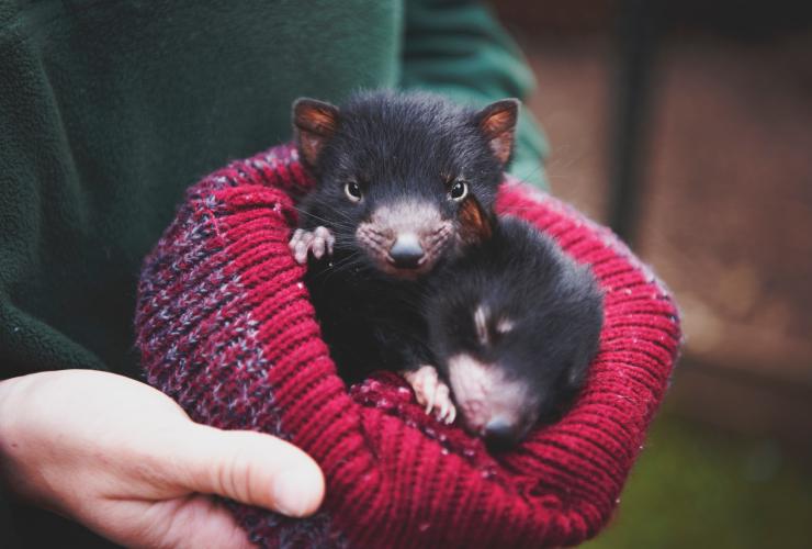 Tasmanian Devil joeys, Wings Wildlife Park, TAS © Lauren Bath/Wings Wildlife Park