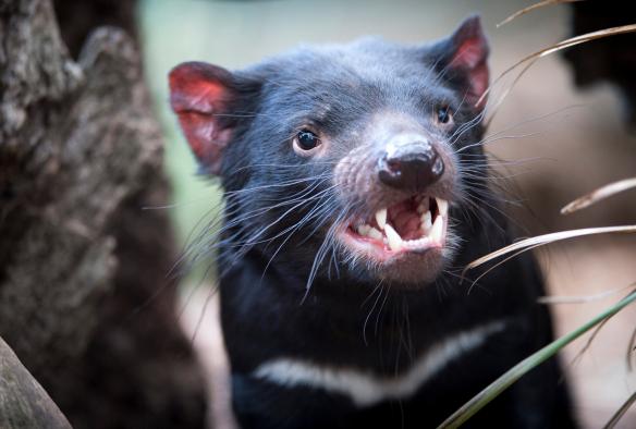 Tasmanian devil (Sarcophilus harrisii), Bonorong Wildlife Park, TAS © Tourism Tasmania & Rob Burnett