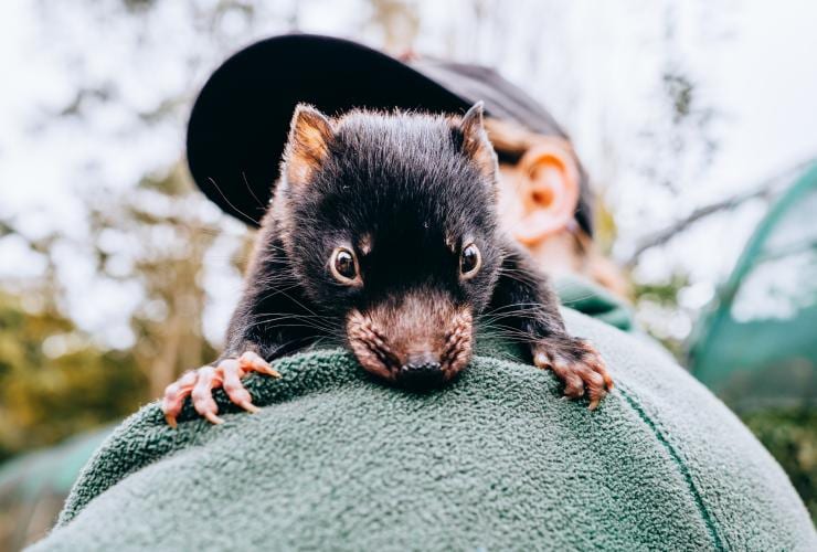 Tasmanian Devil joey, TAS © Jewels Lynch