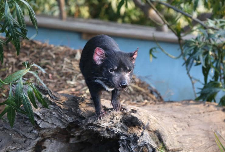 Tasmanian Devil, Bonorong Wildlife Sanctuary, TAS © Tourism Australia