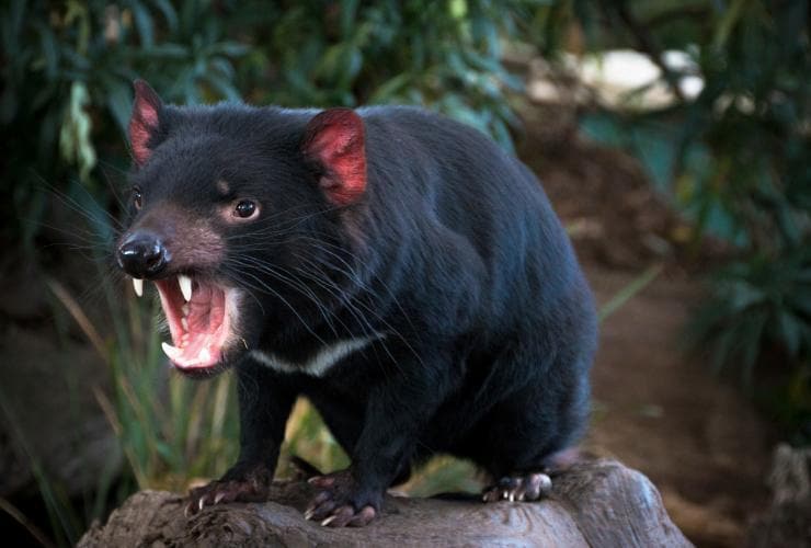 Tasmanian Devil at Bonorong Wildlife Park, TAS © Kathryn Leahy