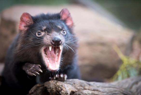 Tasmania Devil at Bonorong Wildlife Park, TAS © Tourism Tasmania/Rob Burnett