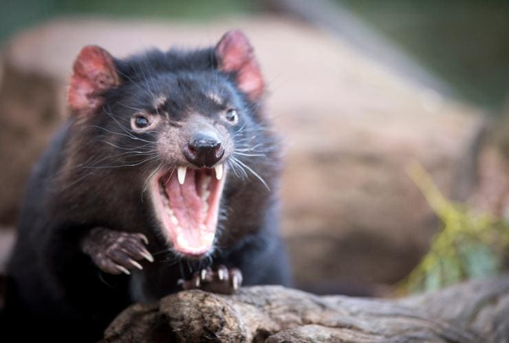 Tasmania Devil at Bonorong Wildlife Park, TAS © Tourism Tasmania/Rob Burnett