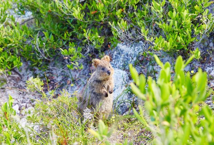 Một chú quokka đứng giữa thảm thực vật ven biển trên Đảo Rottnest, Tiểu bang Tây Úc © Rottnest Island Authority