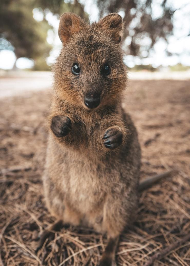 Một chú quokka đang đứng bằng hai chân sau trên Đảo Rottnest, Tiểu bang Tây Úc © James Vodicka