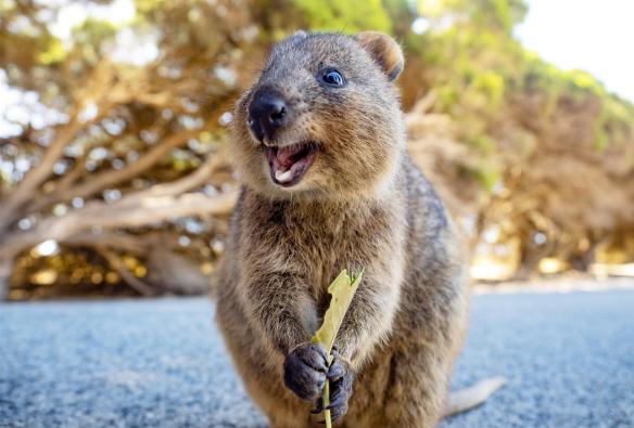 Một chú quokka đang mỉm cười, tay cầm chiếc lá, Đảo Rottnest, Tiểu bang Tây Úc © Tourism Australia