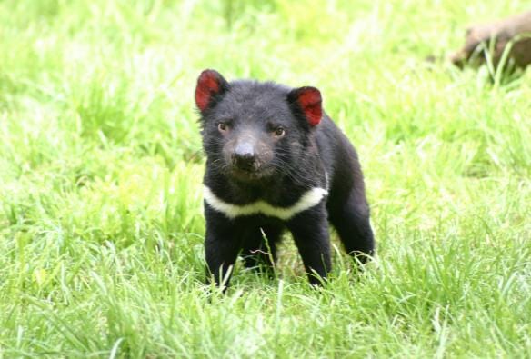 Một con Quỷ Tasmania đang đi trên cỏ, Tasmanian Devil Unzoo, thị trấn Taranna, Tiểu bang Tasmania © Tasmanian Devil Unzoo