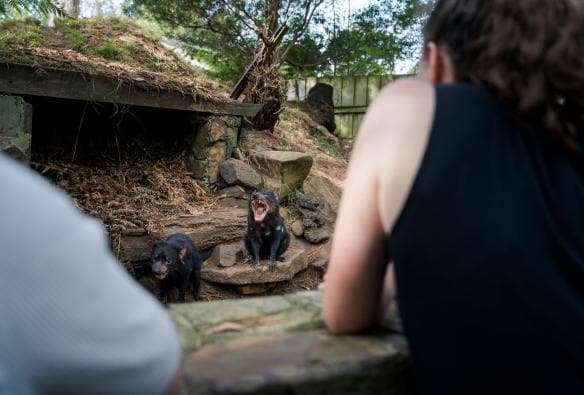 Hai người đang quan sát hai con Quỷ Tasmania trong một khu vực được rào lại, Tasmanian Devil Unzoo, thị trấn Taranna, Tiểu bang Tasmania © Tourism Australia