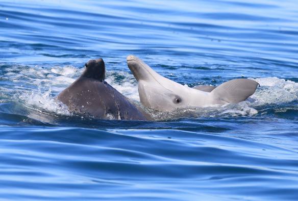 Đàn cá heo đang chơi đùa cùng nhau trên mặt biển, Dolphin Research Australia, Vịnh Moreton, Tiểu bang Queensland © Dolphin Research Australia