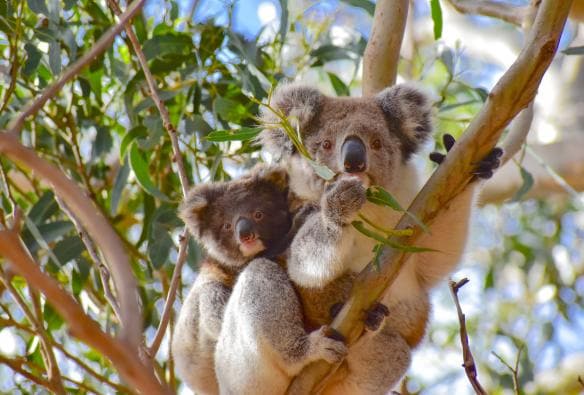 Một con koala mẹ và con non đang nhìn về phía máy ảnh từ trên cây, Exceptional Kangaroo Island, Tiểu bang Nam Úc © Exceptional Kangaroo Island