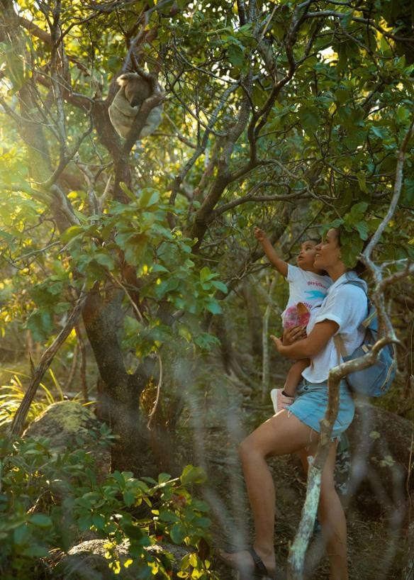 Một người mẹ và con ngước nhìn koala trên cây tại Đảo Magnetic, Thành phố Townsville, Tiểu bang Queensland © Tourism Australia
