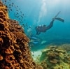 Rạn san hô Great Barrier, Đảo Heron, tiểu bang Queensland © Paul Giggle, Tourism and Events Queensland