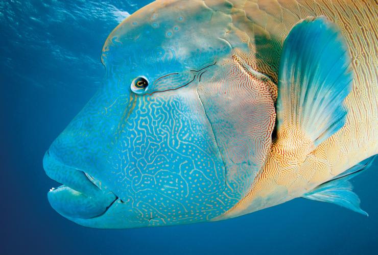 Close up of a blue and gold patterned Maori wrasse at Turtle Bay, Dark Reef, Great Barrier Reef, Queensland © Tourism and Events Queensland