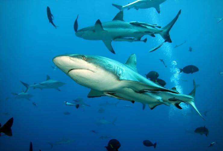 A group of sharks swimming among fish on Osprey Reef, Great Barrier Reef, Queensland © Deborah Dickson-Smith