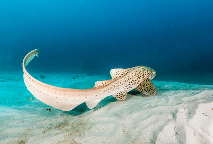 A Leopard Shark swimming along the seafloor near Lady Elliot Island, Great Barrier Reef, Queensland © Andrew Watson