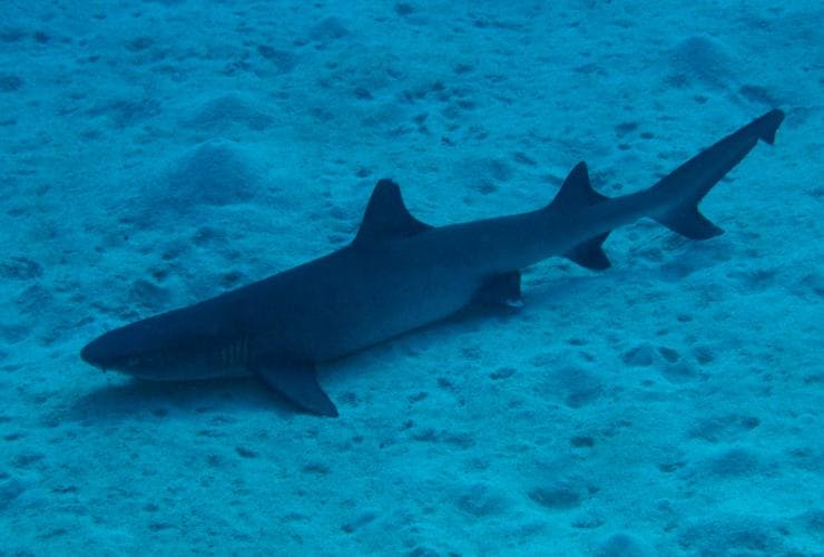 A small reef shark swimming on the Great Barrier Reef, Queensland © Tourism and Events Queensland
