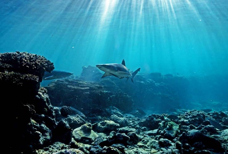 A shark swimming above a coral bed at Shark Pool, Lady Elliot Island, Queensland © James Vodicka