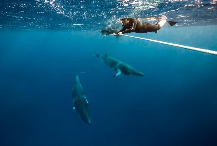 A person snorkelling while holding onto a rope near the surface of the ocean as dwarf minke whales swim by at Lighthouse Bommie, Queensland © Tourism and Events Queensland