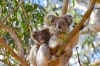 A koala and her joey hang out in a tree on Kangaroo Island, South Australia © Exceptional Kangaroo Island