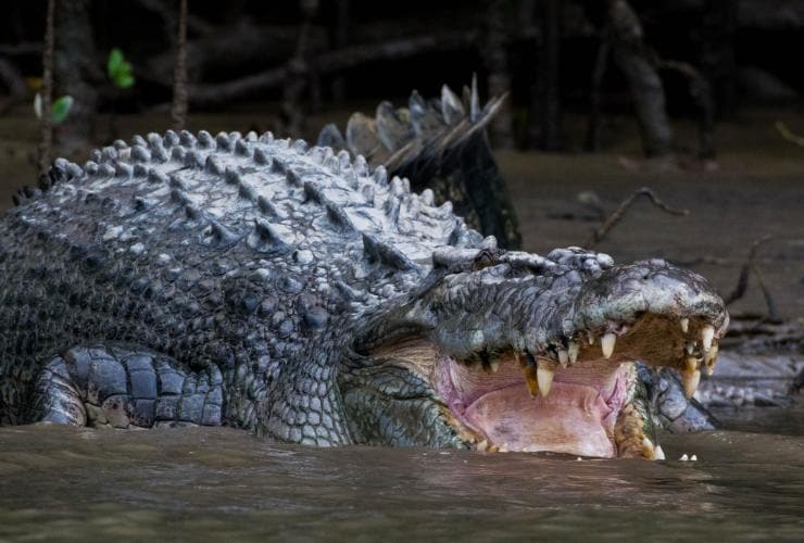 Crocodile with its mouth open on a tour with FNQ Nature Tours, Daintree River, Queensland © FNQ Nature Tours