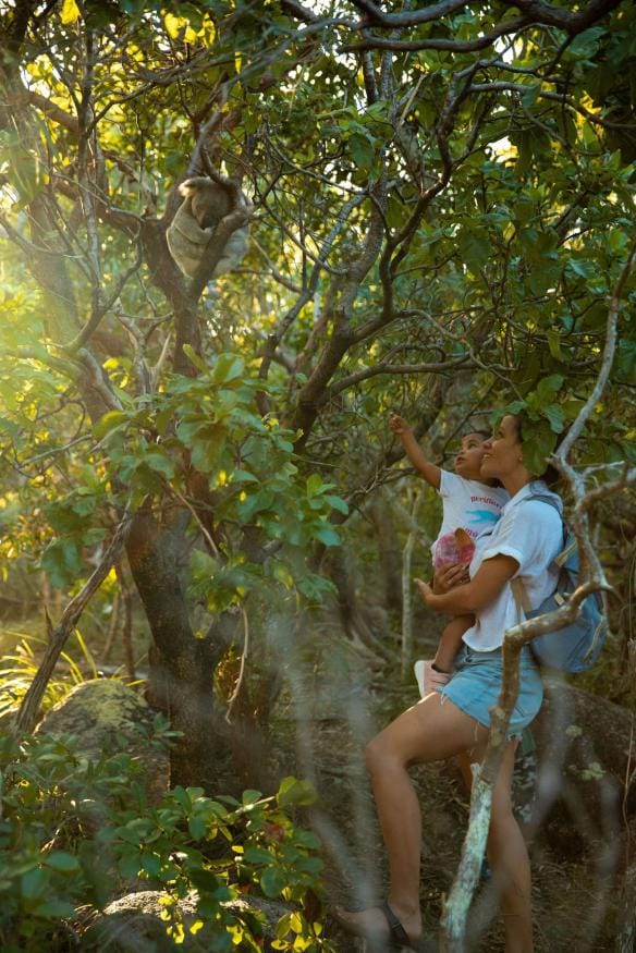 A mother and child look up at a koala in a tree on Magnetic Island, Townsville, Queensland © Tourism Australia 