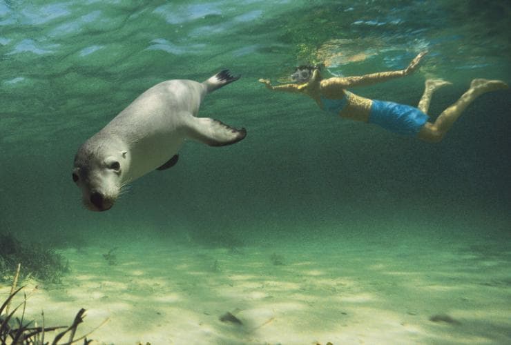 Woman swimming with sea lions on the Eyre Peninsula, South Australia © South Australian Tourism Commission/Caroline Fisher 