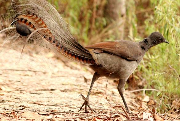 A lyrebird in the forest on a tour with Echidna Walkabout Tour, Croajingolong National Park, Victoria © Echidna Walkabout