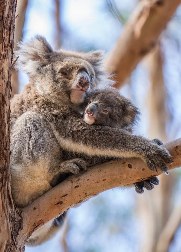A koala joey and its mum resting on a tree branch at Hanson Bay Sanctuary, Kangaroo Island, South Australia © Tourism Australia