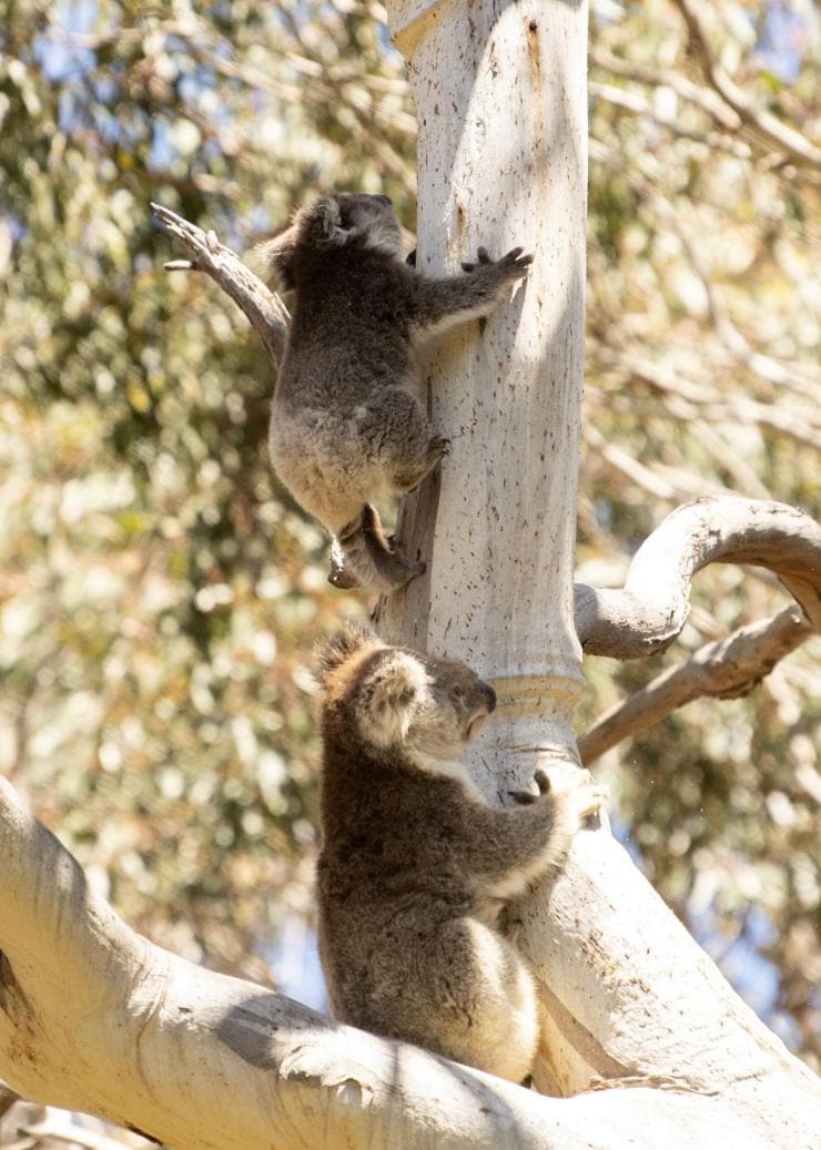 Koalas spotted climbing a tree during a tour with Little Sahara Adventure Centre on Kangaroo Island, South Australia © Tourism Australia