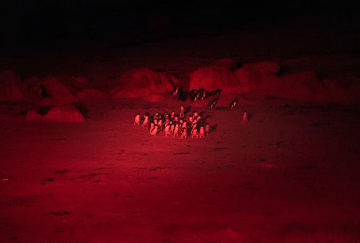 A group of tiny penguins walking along the sand as they return to their burrows, Bicheno Penguin Tours, Bicheno, Tasmania © Tourism Australia 
