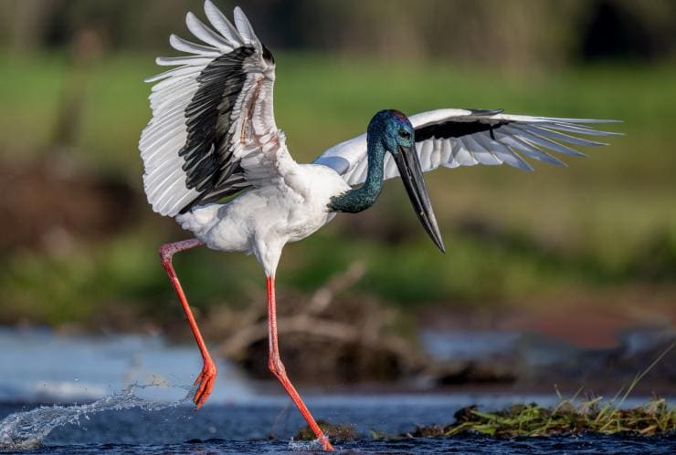 Black-necked stork (Jabiru) frisking for food in wetland marshes in Kakadu National Park, Northern Territory © Tourism NT/Paul Thomsen