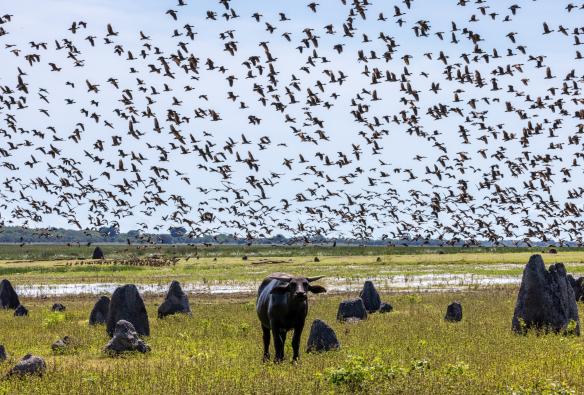 A water buffalo and huge flock of birds on the floodplains of Bamurru Plains, near Kakadu National Park, Northern Territory © Tourism NT/KWP!/Charlie Bliss 