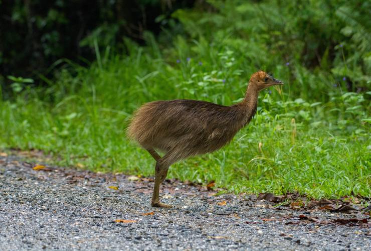 Cassowary chick walking through the Daintree National Park, Queensland © FNQ Nature Tours