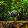 Cassowary in Daintree Rainforest, Queensland © Tourism and Events Queensland