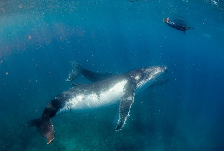 A swimmer looks at a humpback whale calf and its mum on a tour with Live Ningaloo, Exmouth, Western Australia © Chris Jansen / Live Ningaloo 