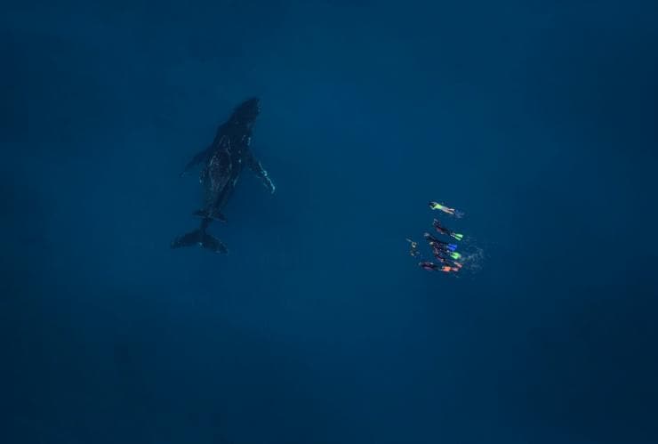 An aerial view of swimmers with a humpback whale calf and its mum on a tour with Live Ningaloo, Exmouth, Western Australia © Ningaloo Aviation and Jacob Hill / Live Ningaloo