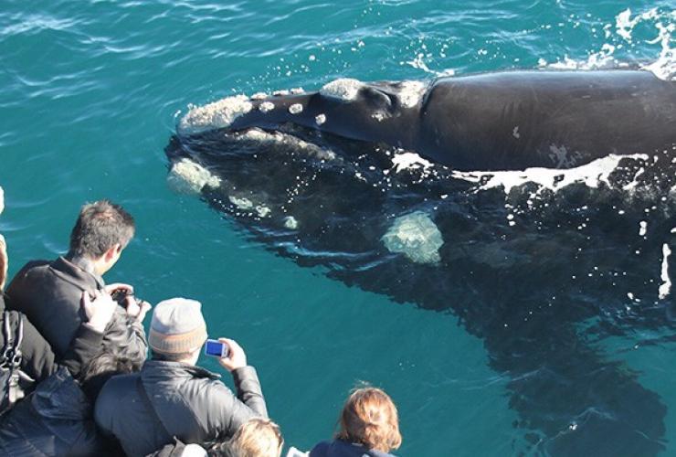 A Southern right whale swimming near a tour boat in the Margaret River Region of Western Australia © Tammy Chapman 