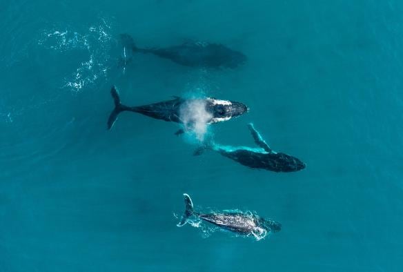 Aerial view of a pod of whales in the waters near Dunsborough, Western Australia © Tourism Western Australia