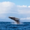 A whale leaping out of the ocean during a tour with Dive Jervis Bay, Jervis Bay, New South Wales © Jordan Robins