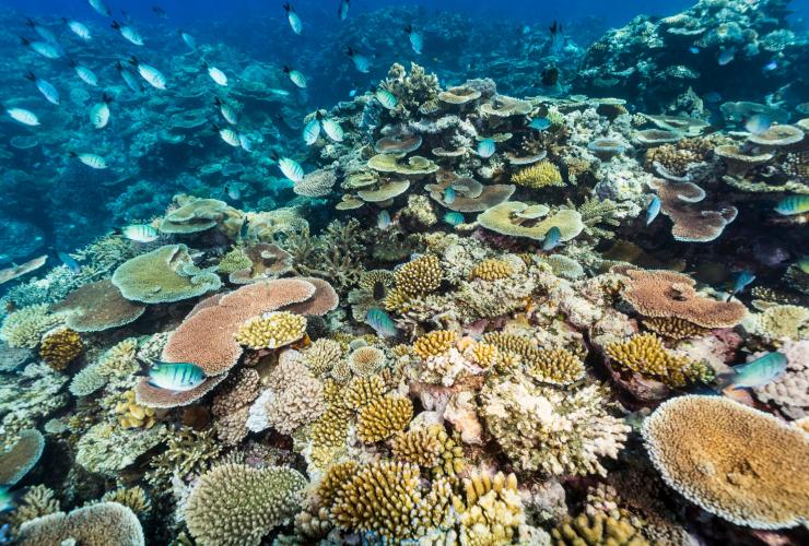 View of colourful coral during coral spawning on Moore Reef, Great Barrier Reef, Queensland © Tourism and Events Queensland 