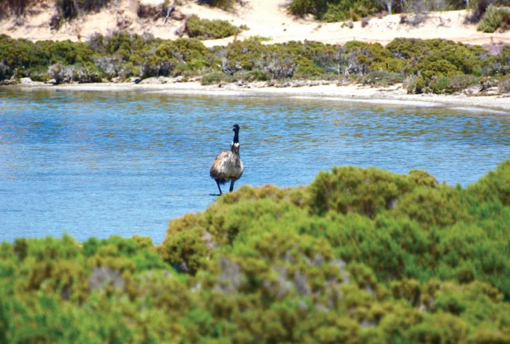 An emu swimming in the shallows of the ocean during a tour with Australian Coastal Safaris, Eyre Peninsula, South Australia © John Daw