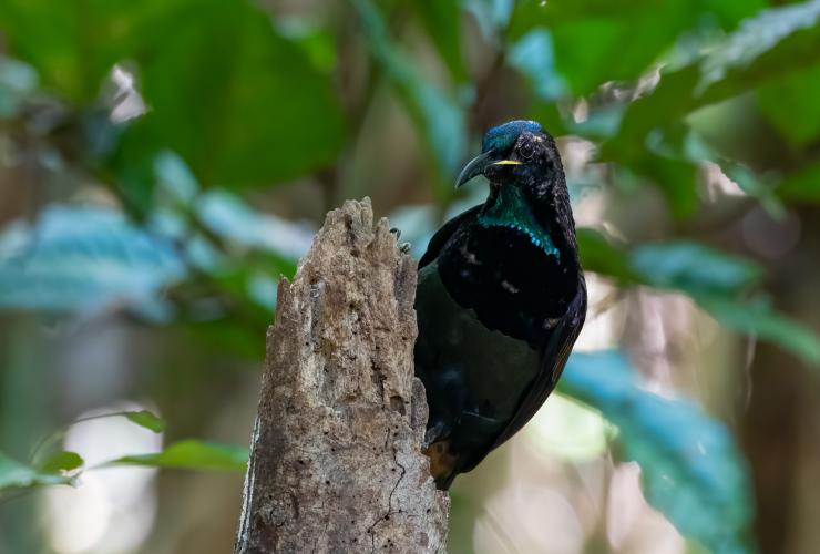 FNQ Nature Tours, Atherton Tablelands, Queensland © FNQ Nature Tours/James Boettcher