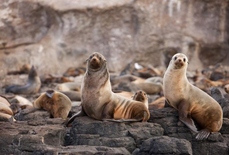 A colony of fur seals on coastal rocks at Seal Rock, Phillip Island, Victoria © Visit Victoria/Robert Blackburn