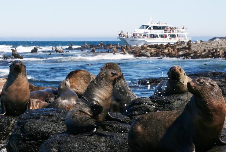 A colony of fur seals swimming and lazing on rocks with a Wildlife Coast Cruises vessel in the background, Phillip Island, Victoria © Wildlife Coast Cruises 