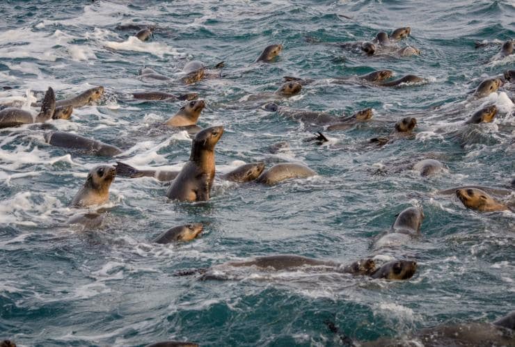 A colony of seals swimming in the ocean near Phillip Island, Victoria © Darren Donlen 