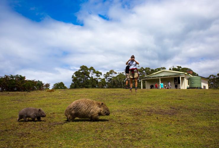 A person taking a photo of a mother and baby wombat walking on a grassy field during the Maria Island Walk, Maria Island, Tasmania © Maria Island Walk/Great Walks of Australia 