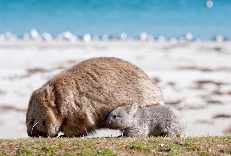 A mother and baby wombat standing near a white sand beach on the Maria Island Walk, Maria Island, Tasmania © Maria Island Walk