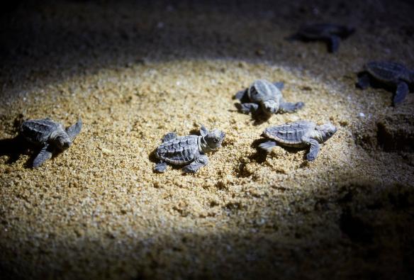 Turtle hatchlings crawling along the sand at night at Mon Repos, Southern Great Barrier Reef, Queensland © Tourism Australia