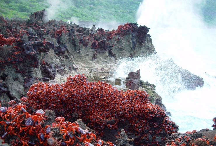 A swarm of red crabs on rocks beside the ocean during migration on Christmas Island © Christmas Island Tourism Association