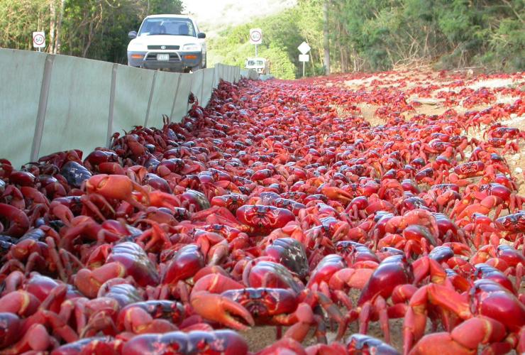 A car driving alongside a barrier stopping a carpet of red crabs from entering the road during their migration, Christmas Island © Max Orchard